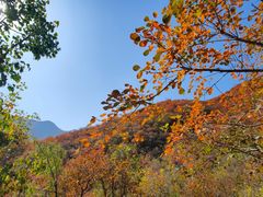 -北京西山国家森林公园