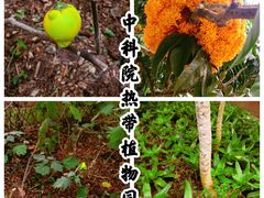 -中国科学院西双版纳热带植物园