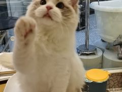 -momokira米努特·德文卷毛猫·棉花面纱犬