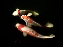 -轻井泽王子购物广场