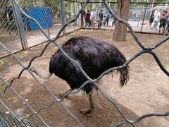 -长白岛森林公园