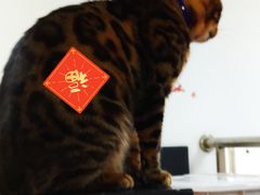 -三花喵·撸猫购宠·宠物生活馆(虹桥南丰城店)