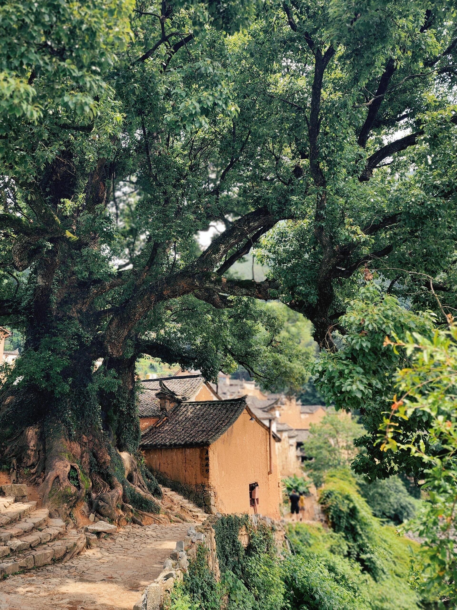 浙江丽水松阳—杨家堂村