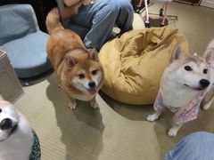 -逗柴咖啡屋·狗咖猫咖宠物桌游