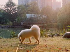 -翊宠yipet猫狗购宠庄园犬舍•猫舍