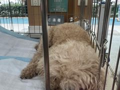 -联合动物医院(光谷诊疗中心)