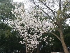 iphone_upload_pic-武汉大学-樱园