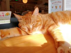 -猫的天空之城概念书店(景德镇陶溪川店)