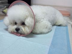 -乐琪宠物医院·犬猫专科·骨外科·急重症