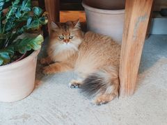 -自由生长植物工作室(深港花卉中心店)