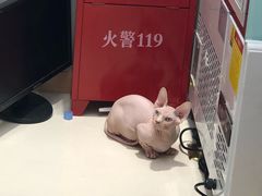 -飞行喵MR PILOT|猫舍·猫咖(静安大融城店)