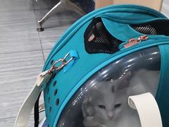 -瑞派名望志远动物医院·猫科·內科·异宠专科(直港大道店)