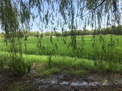 -长兴太湖图影湿地文化园