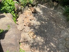 -上海野生动物园