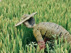 -溱湖国家湿地公园