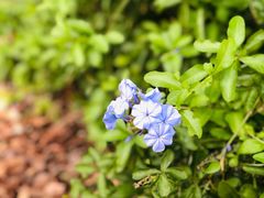 -福田红树林生态公园