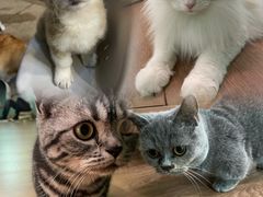 -柯斗斗主题餐厅·狗咖·围炉煮茶·茶饮(国瑞升平里店)