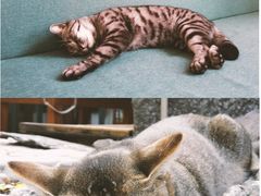 -喵屿·大理花园猫咖