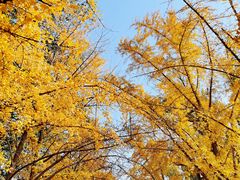 -三里屯东五街银杏大道