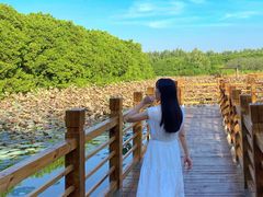 -大湾区中央湿地公园