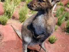 -陕西自然博物馆