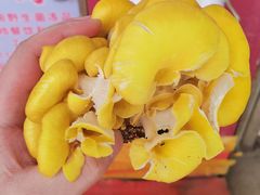 -菌粹源野生菌(木水花市场店)