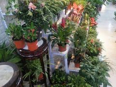 -大自然花鸟鱼虫市场