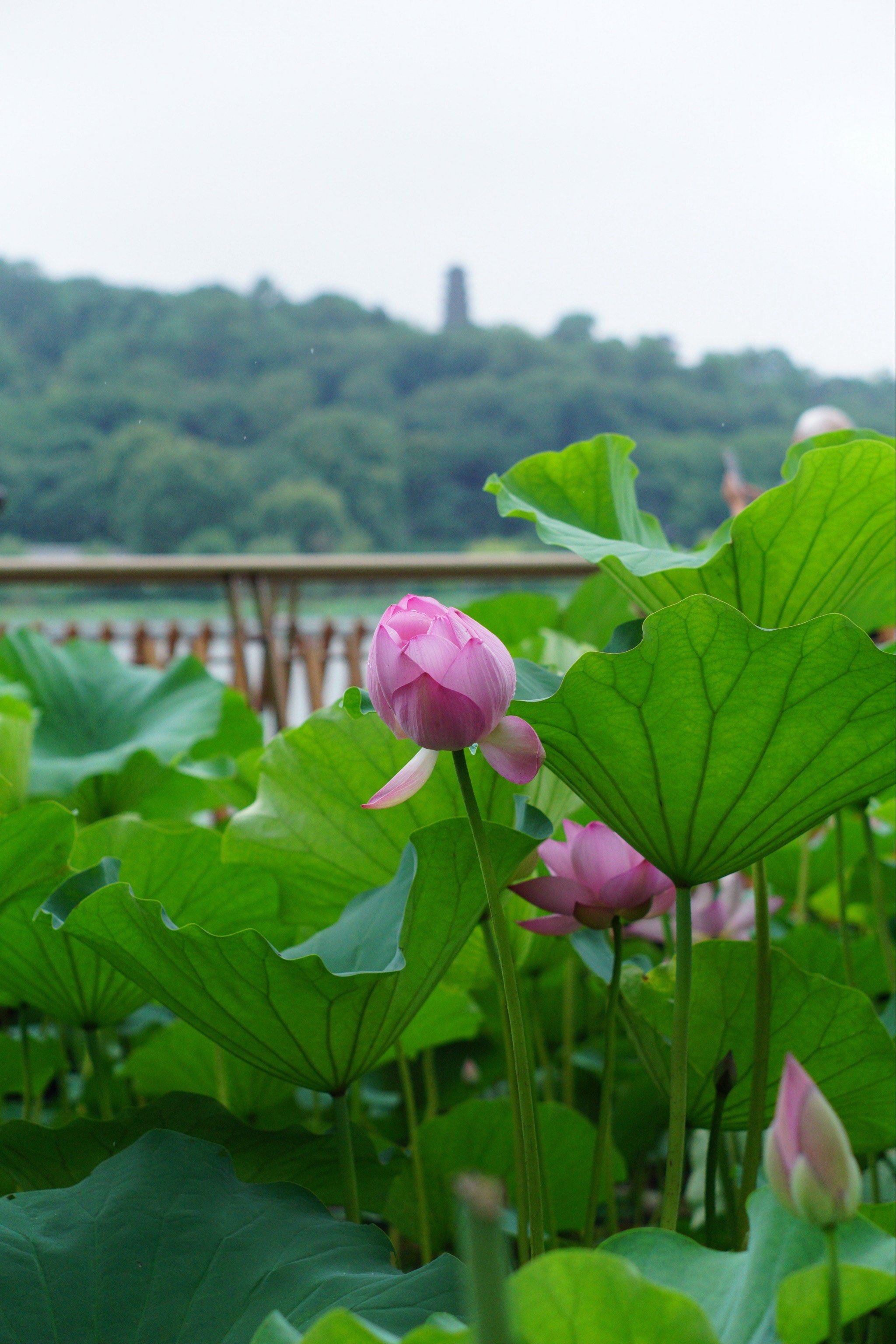 南京顶流!玄武湖十里长堤!荷花绝了!