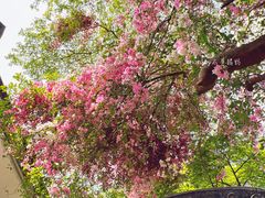 -深圳国际园林花卉博览园