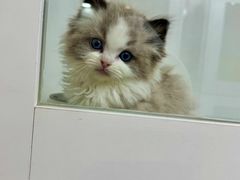 -青奢宠物·青奢猫舍