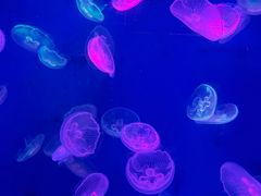 -江和美海洋公园