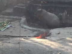 -清迈夜间动物园