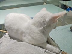 -喵的天空名猫咖啡馆·撸猫·猫舍·用品