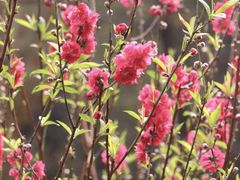 -桃花涧
