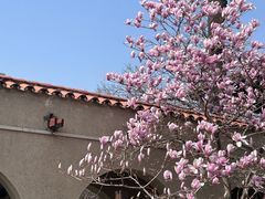 -静园(和平区)