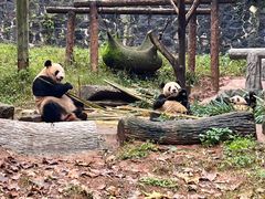-都江堰中华大熊猫苑