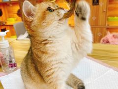 -猫十亿·布偶金渐层·曼基康矮脚猫舍(青年路店)