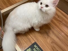 -MOCHA明星猫咖(田子坊店)