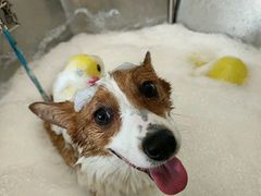 -PETKIT小佩宠物(古北店)