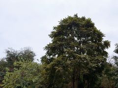 -野象谷景区