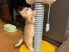 -欣宠猫屋·矮脚拿破仑·蓝金金渐层