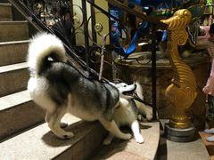 -more than meow吴止猫主题餐厅(承德 中船汇店)