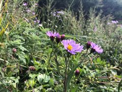 -白草畔自然风景区