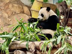 -广州长隆野生动物世界