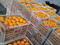 -西郊国际农产品交易中心