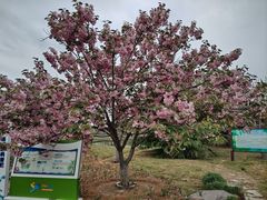 -羊亭河湿地公园