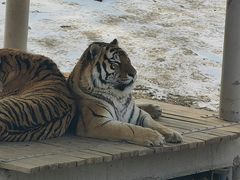 -石家庄市动物园