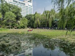 -莲湖公园