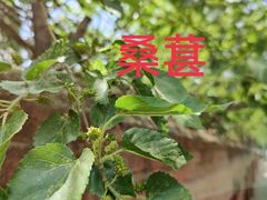 -十三陵水库