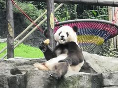 -都江堰中华大熊猫苑